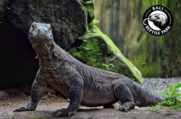 Koleksi Reptil di Reptile Park Bali